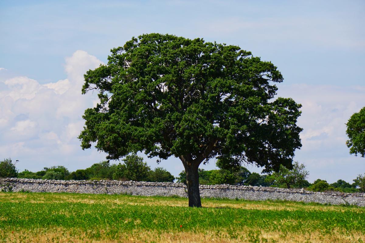 Fragno