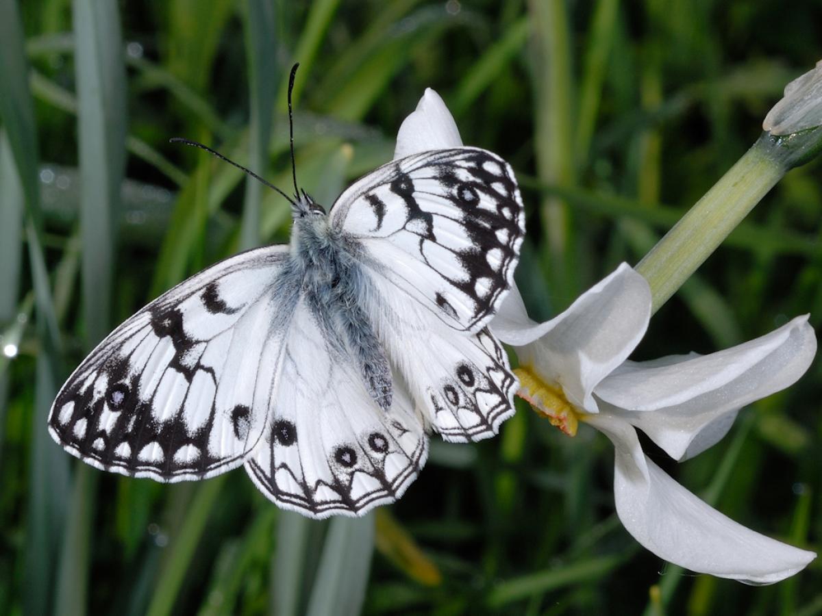 Melanargia Arge