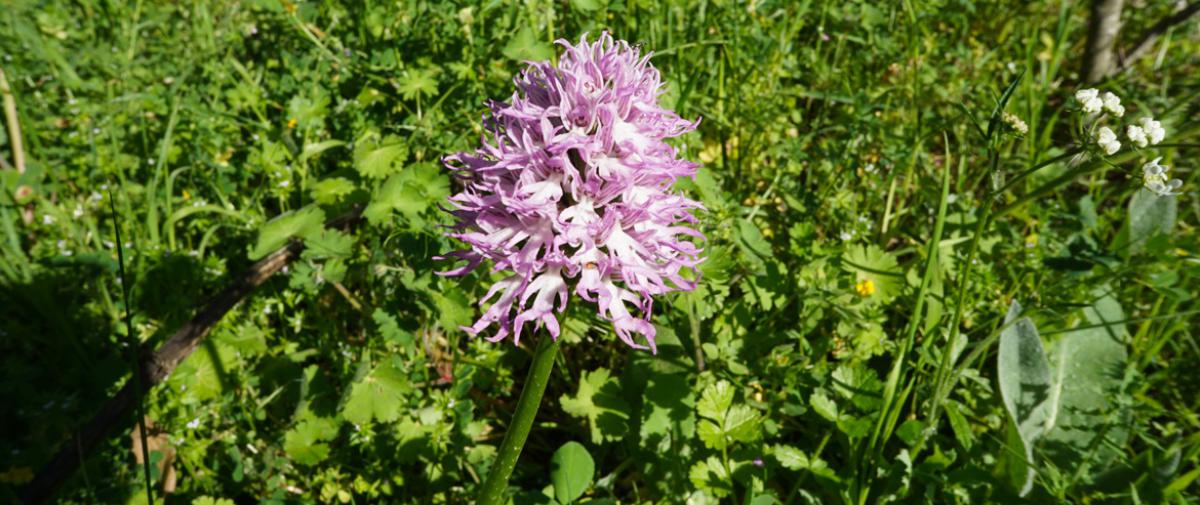Orchidea barsento